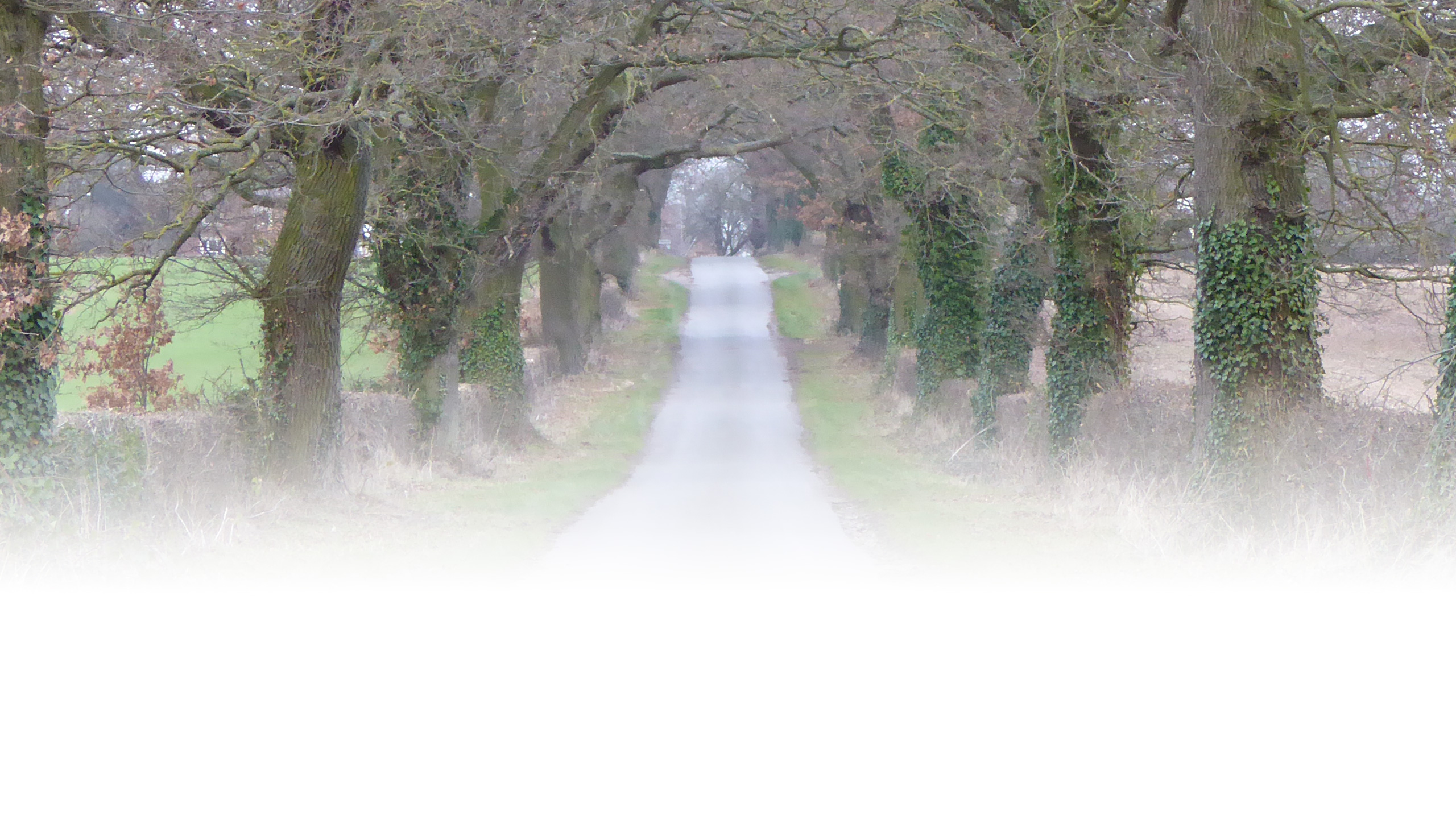 An avenue of trees along the Wing Road approach