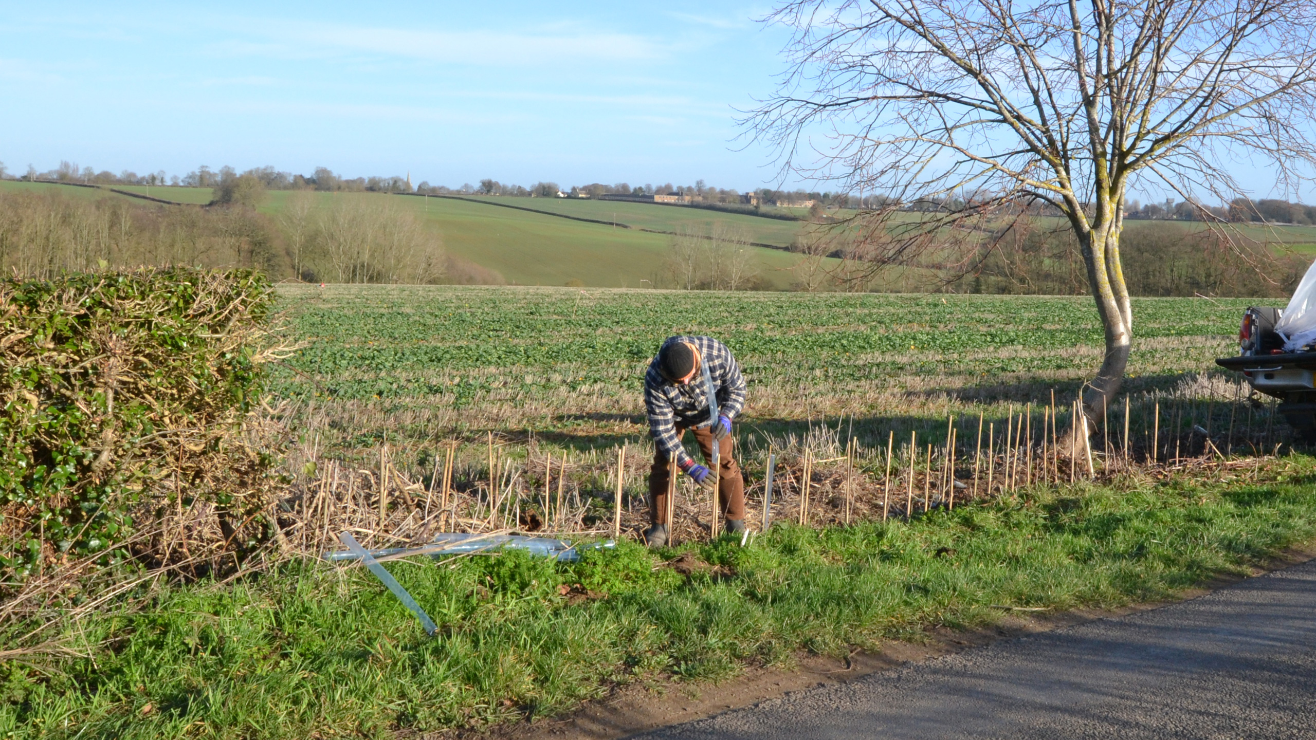 Gapping-Up Hedgerow - Luffenham Road