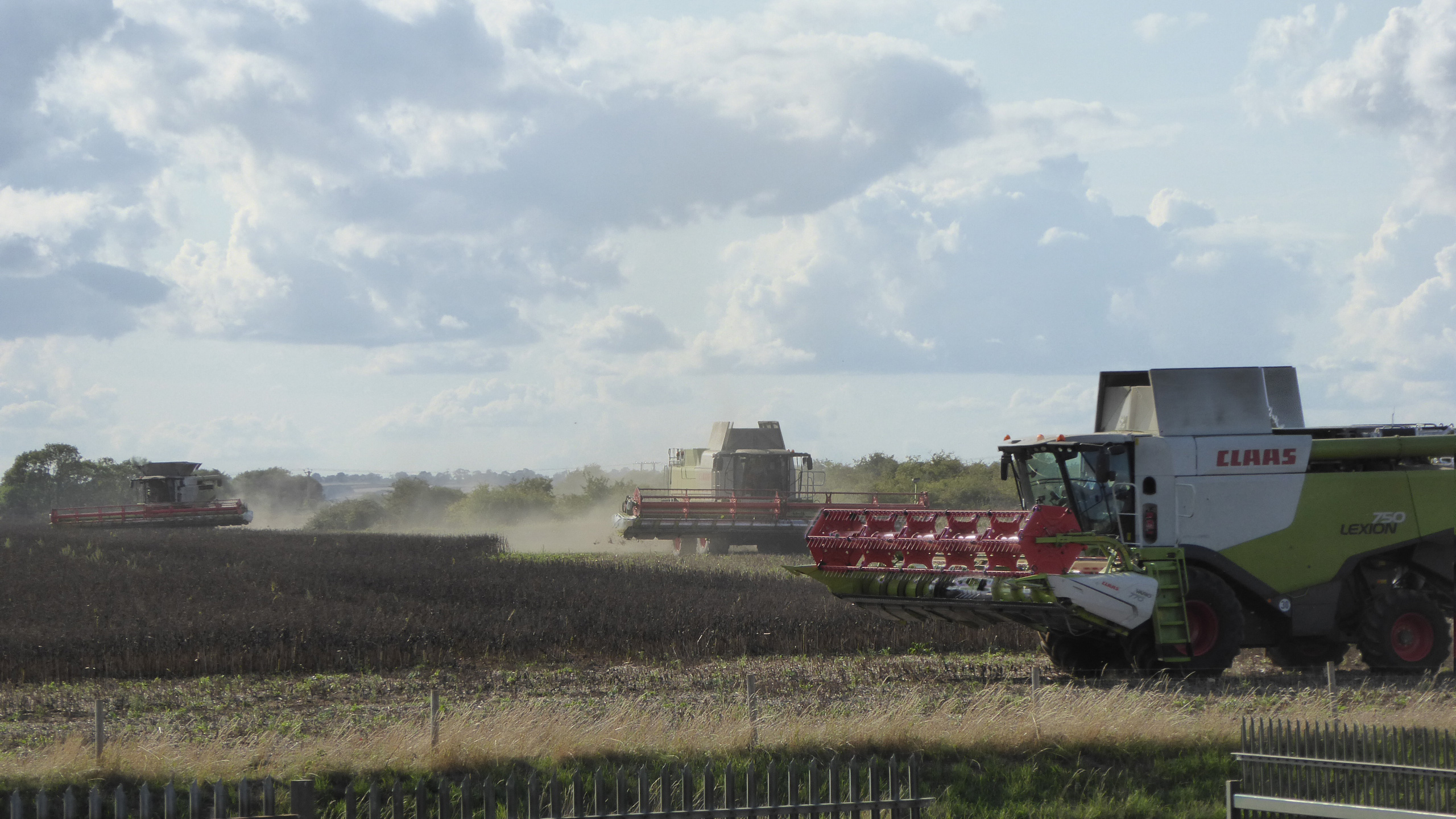 Three Claas Combines Harvesting Beans - 100ft Header Total Width!