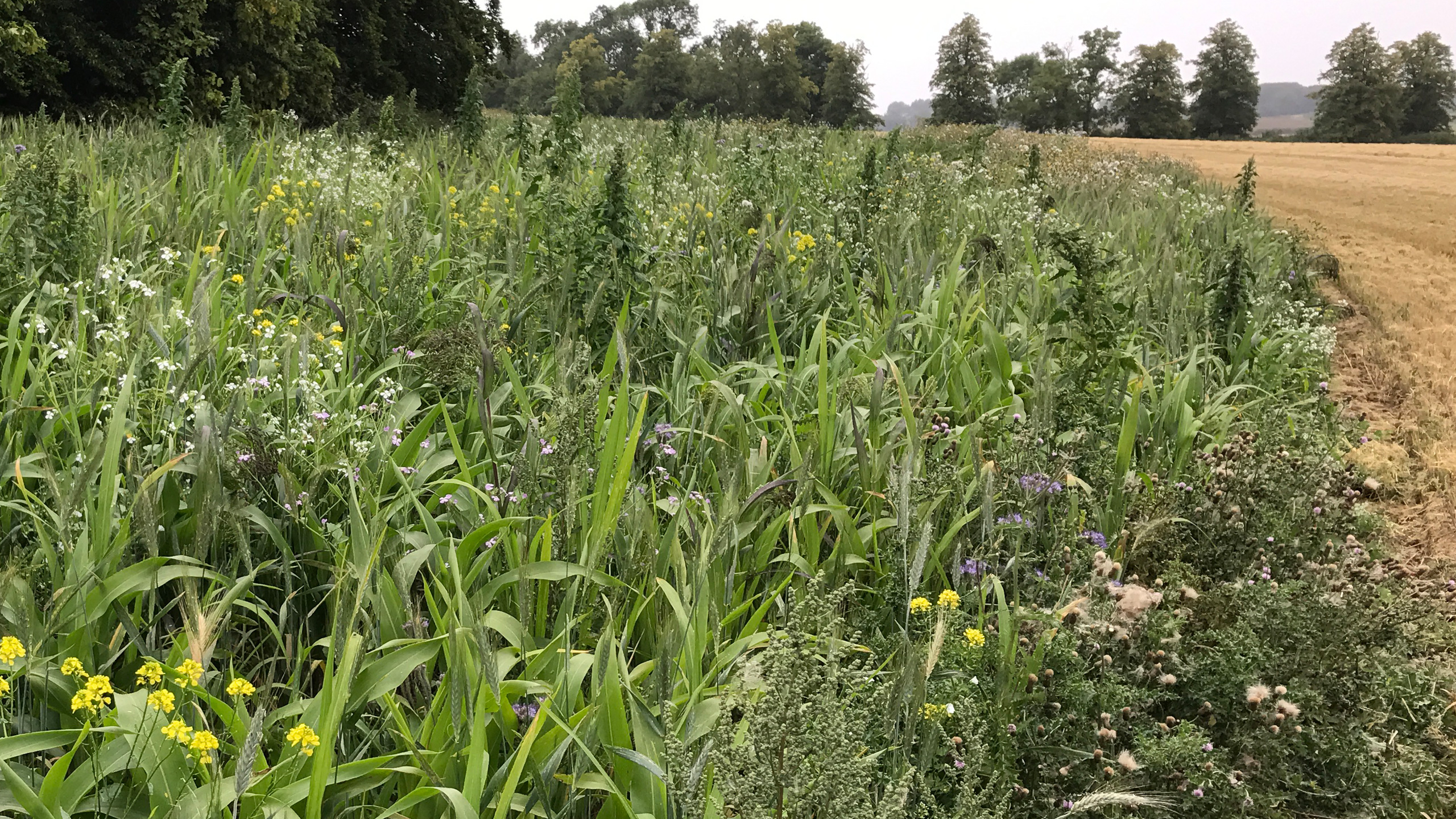 Wild Bird Cover - Countryside Stewardship